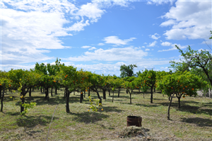 I Giardini di Trebisacce