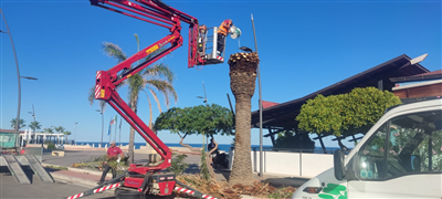 INTERVENTI DI POTATURA E TRATTAMENTI ANTIPARASSITARI SULLE PALME DELLA NOSTRA CITTADINA